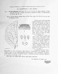 Puccinia bardanae image